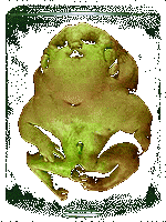baby specimen in a jar